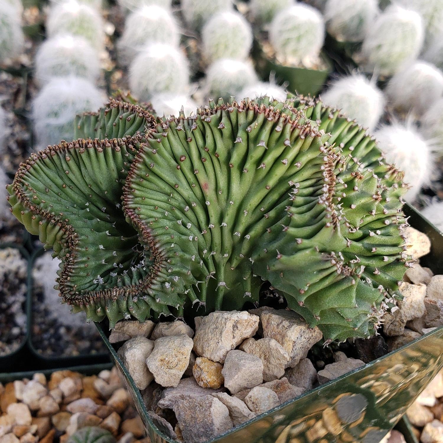 Euphorbia ammak Crest Cacti Cactus Succulent Real Live Plant