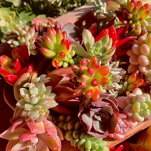 Miniatura 9 de Esquejes de suculentas, 12 piezas de plantas suculentas raras vivas, raíz desnuda sin tierra de maceta, sin repeticiones, decoración de jardín de