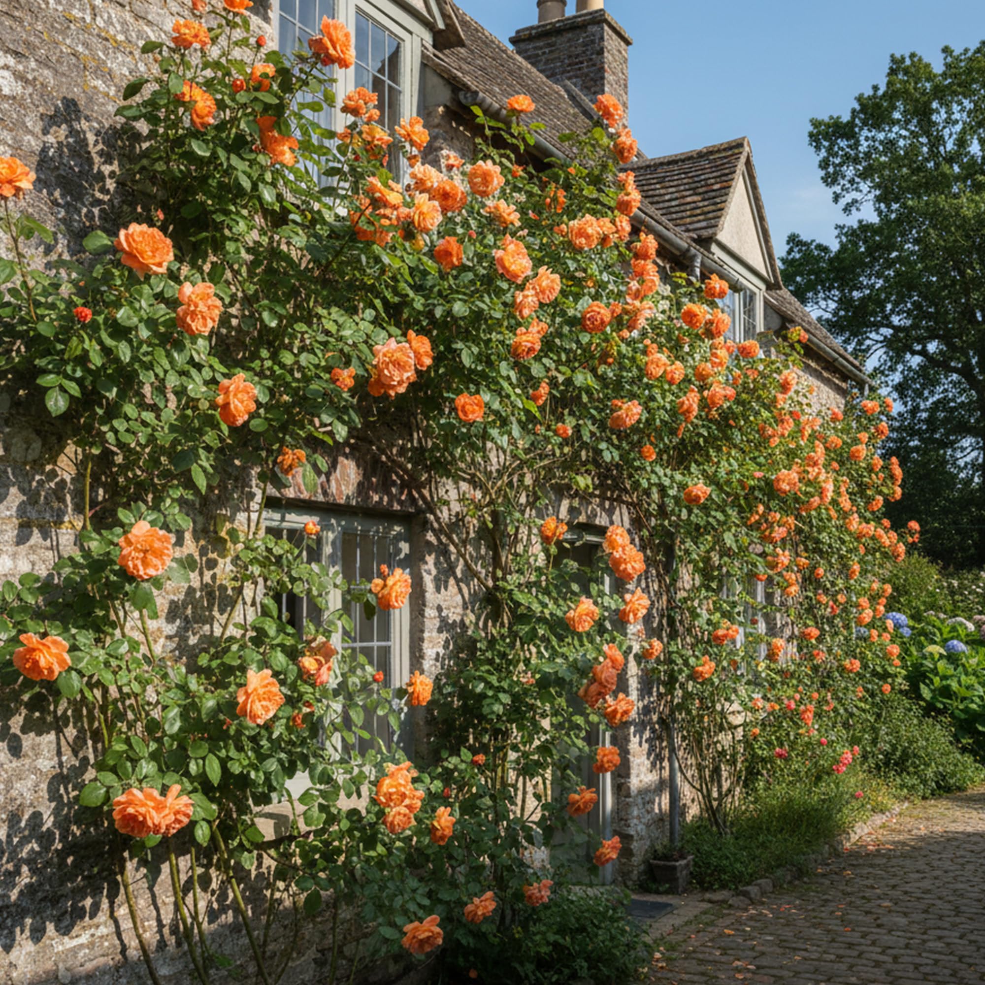 GardenersDream Rosa Rampicante Arancione – Pianta di Rosa in Vaso Resistente e a Bassa Manutenzione – Rampicante Fiorita per Muri, Pergolati e Recinzioni