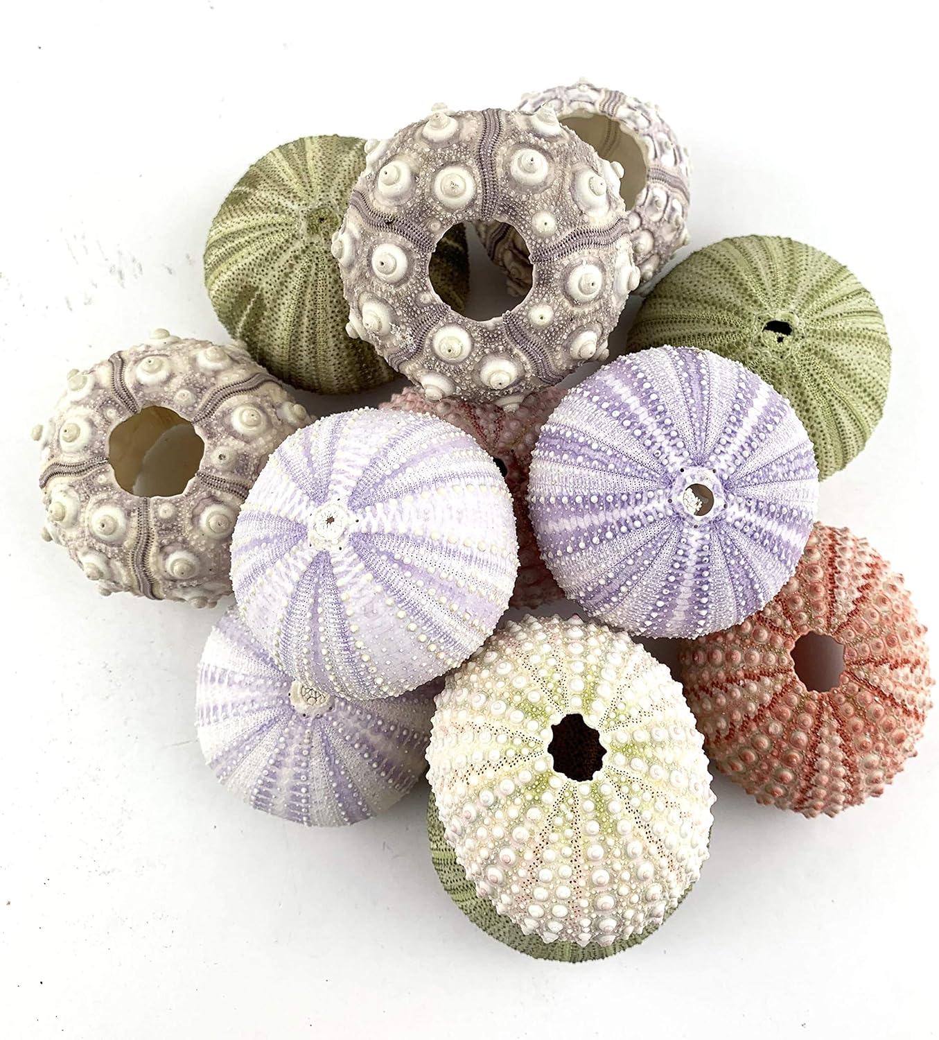 Worlds Assorted Natural Sea Urchins for Air Plants,Craft and Decorations 12PC(1-1/4"-2-1/4"Inch)