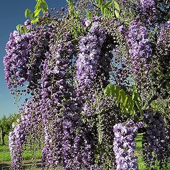 苗ページです！ Amazon.co.jp: QAUZUY GARDEN 10 日本の藤 フロリバンダ種