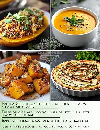 Miniatura 6 de Semillas de calabaza de plátano rosa, más de 15 semillas tradicionales por paquete, semillas de jardín de Isla (semillas de jardín de Isla),