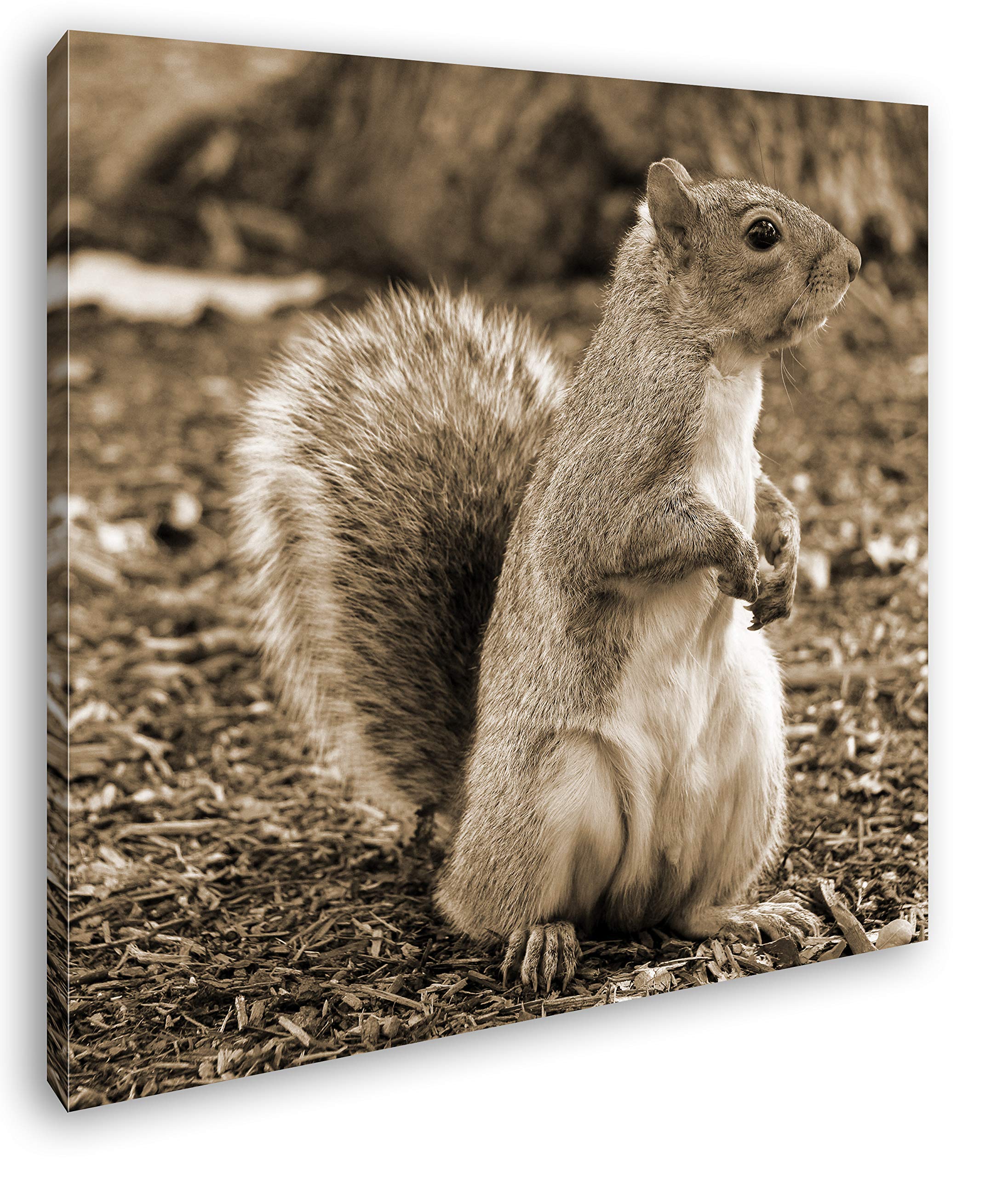 Écureuil Mignon en Parc Effet : Sepia comme Toile montée sur châssis en Bois véritable Impression numérique de Haute qualité avec Cadre, Pas de Poster ou de Affiches, 70x70