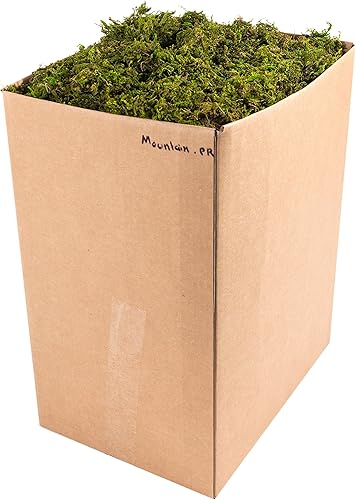 SuperMoss musgo de montaña conservado, Verde fresco
