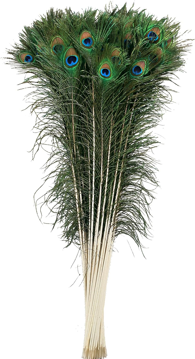 Natural Peacock Eye Feathers - 40-45" 100pc Craft Supply DIY Wedding Decor