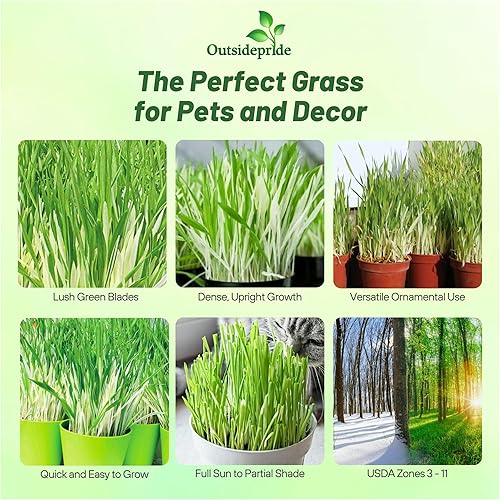 Miniatura 2 de Outsidepride Hordeum Vulgare - Hierba ornamental abigarrada para alféizar de ventana o cama de jardín, 1000 semillas