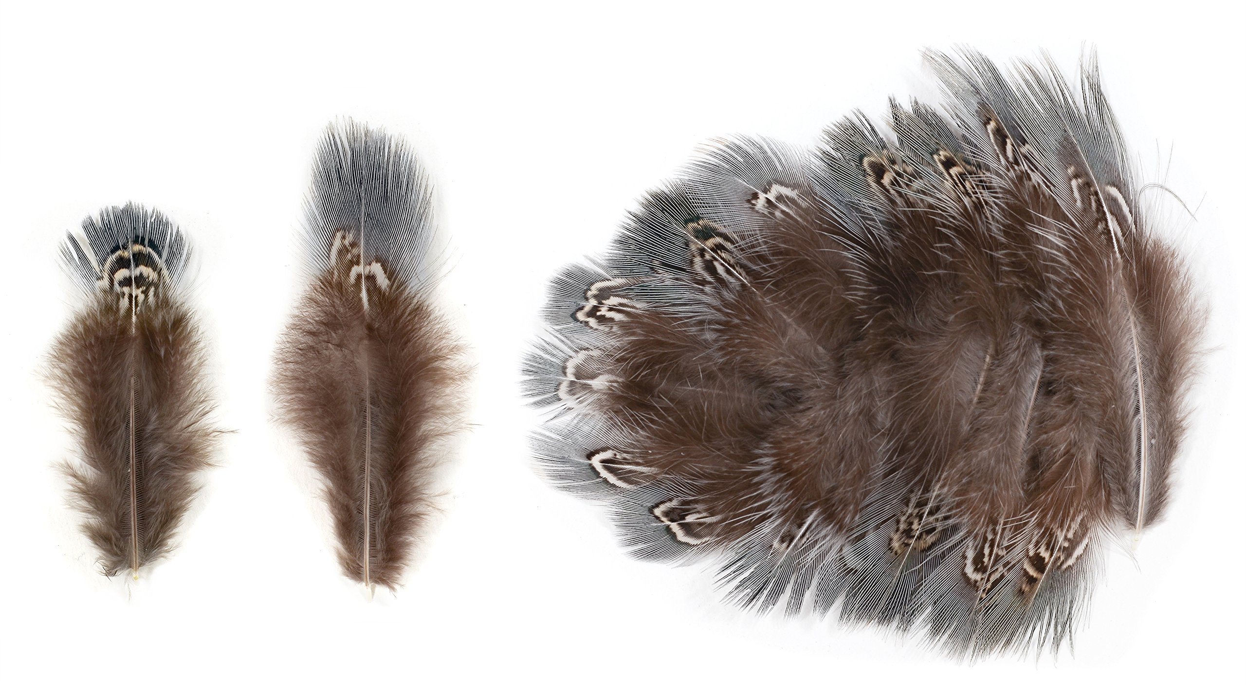 Ring-necked Pheasant Lower Back Feathers (20 Pieces), Black and White Mottled with Grey Blue Tips (Large)
