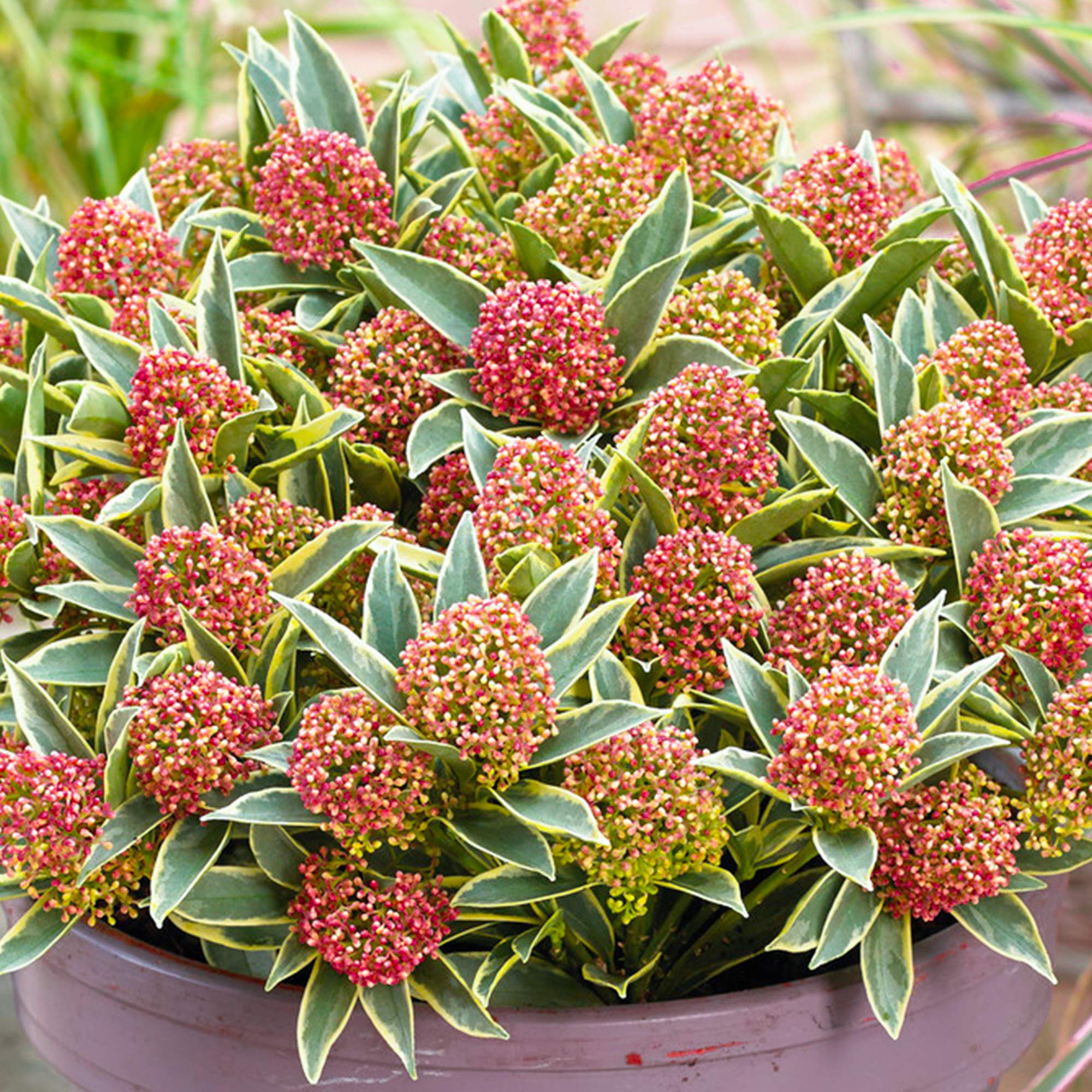 Skimmia Japonica Magic Marlot | Gorgeous Evergreen Flowering Garden Shrub in Pot