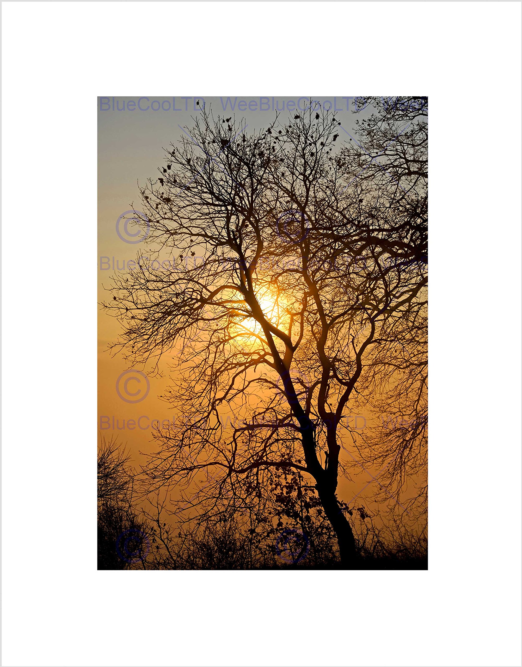 Wee Blue Coo Sunrise Backlight Silhouette Tree Black Frame Framed Art Print Picture B12X9697
