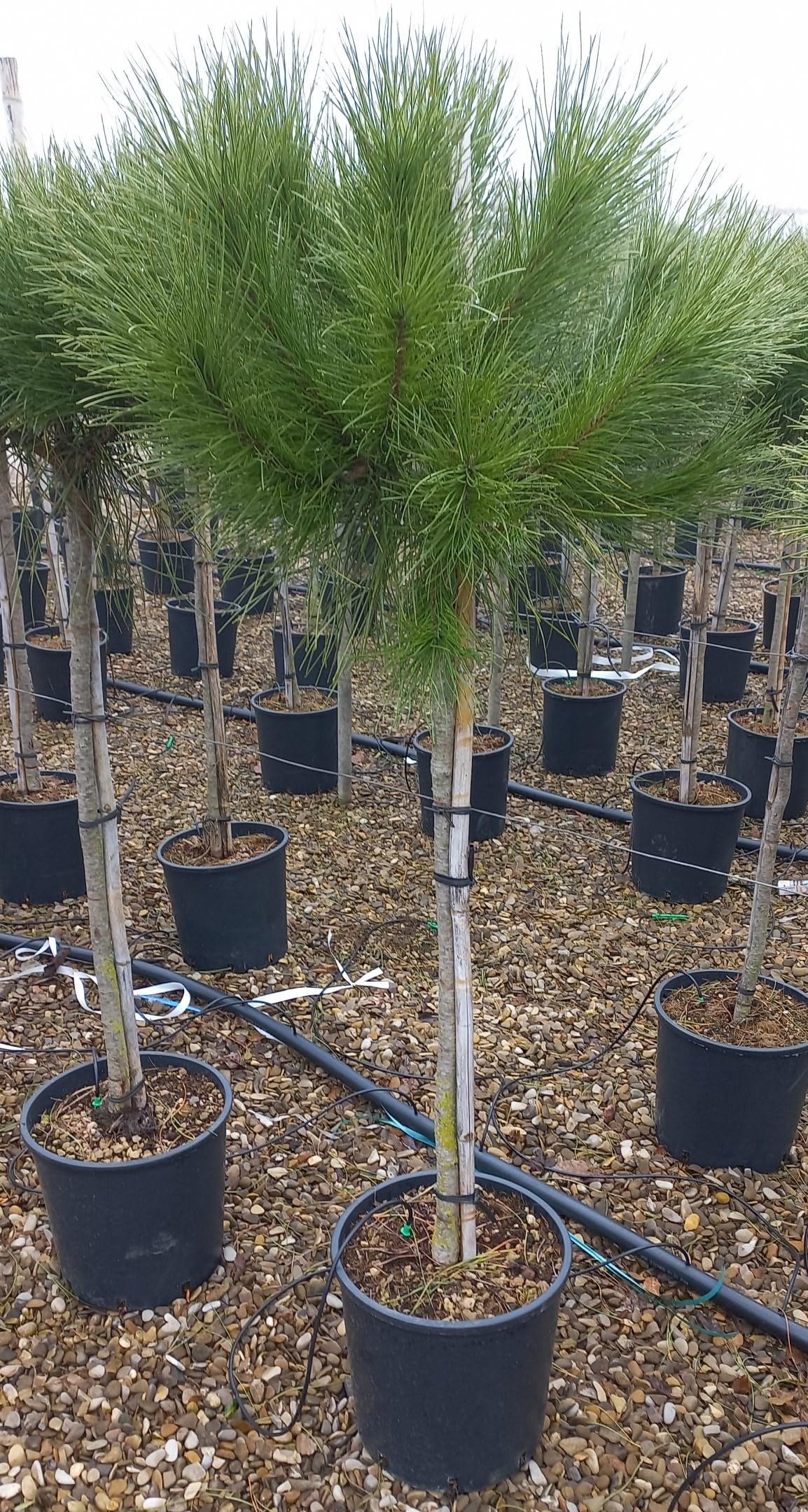 Pino da pinoli domestico "Pinus pinea" pianta in vaso ø26 cm h. 160/200 cm Vivaio di Castelletto
