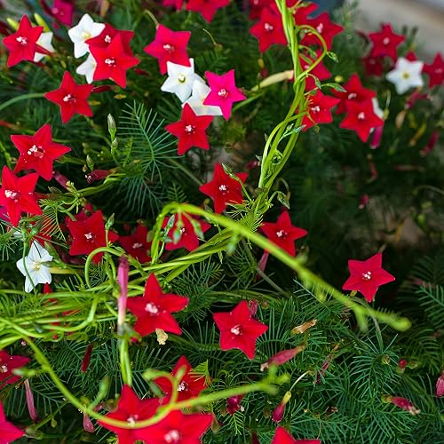 Outsidepride Mixed Cypress Vine Seeds - 200 Pcs Annual Flower Seeds with Nectar-Rich, Star-Shaped Flowers & Feathery, Fern-Like Leaves for Fences, Trellises, Pergolas & Vertical Gardens - 200 Seeds - Mix