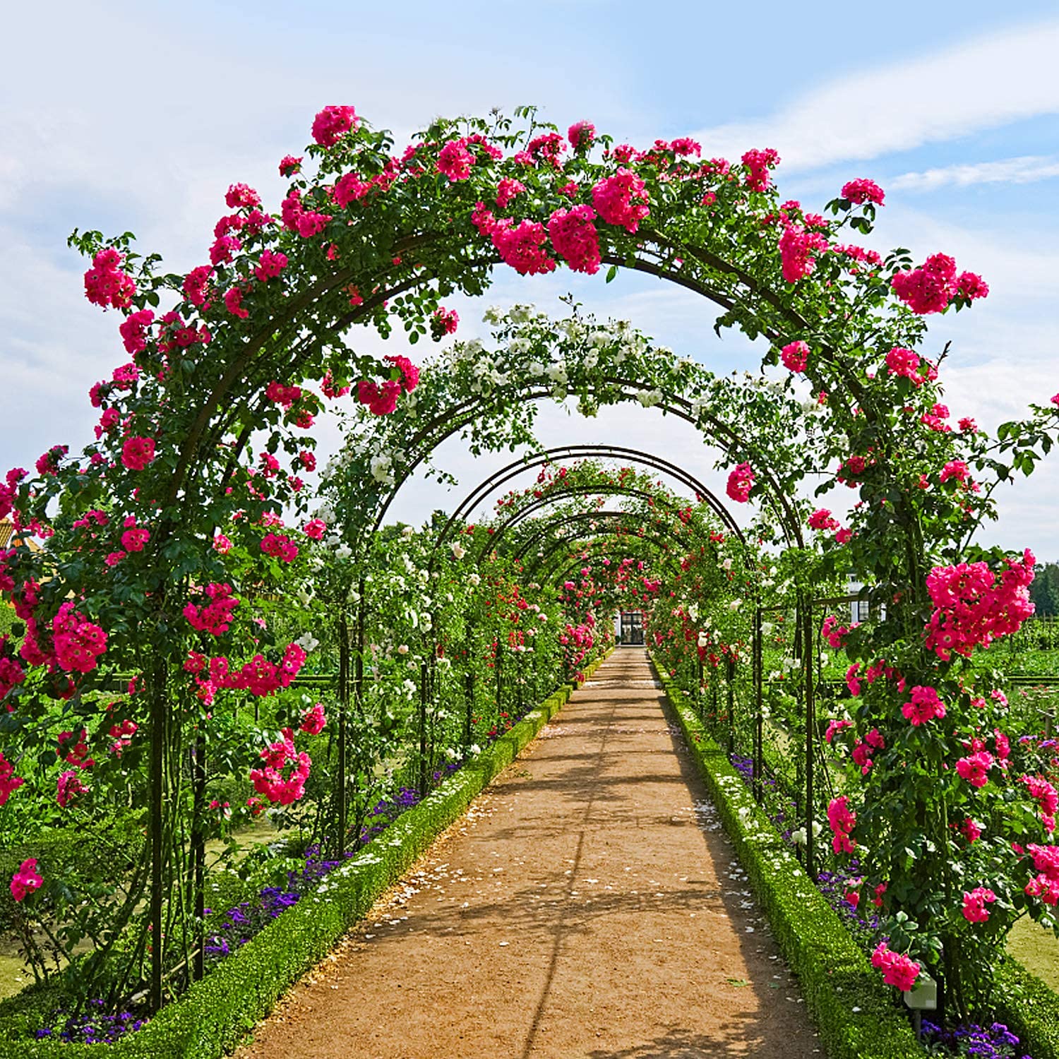 Grande arco da giardino in ferro per rose rampicanti e rampicanti, pergolato da esterno in metallo con arco di supporto, facile da montare per la decorazione del giardino