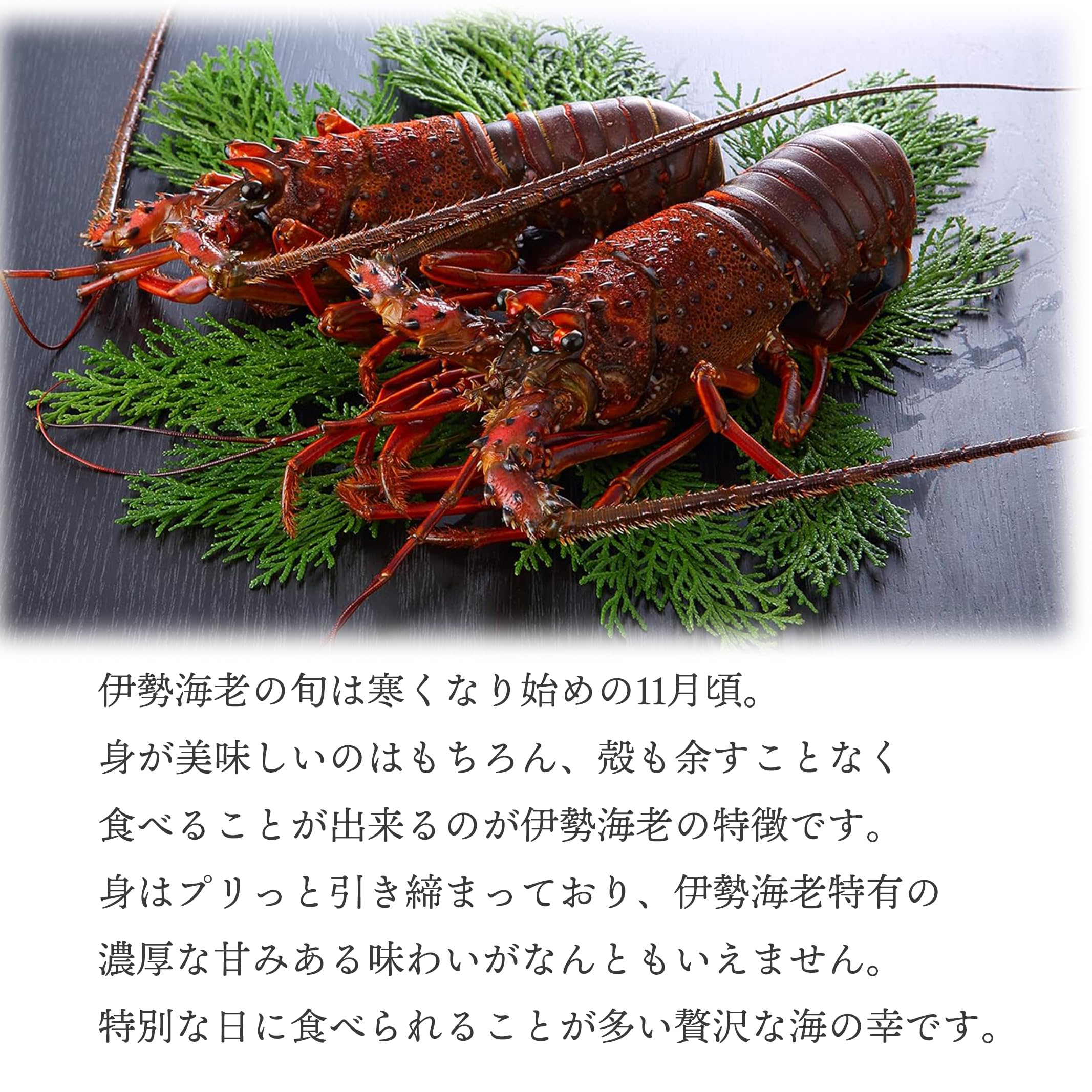 Amazon.co.jp: 伊勢海老 【千葉県産】 8-12尾 約900g以上 冷凍 海老