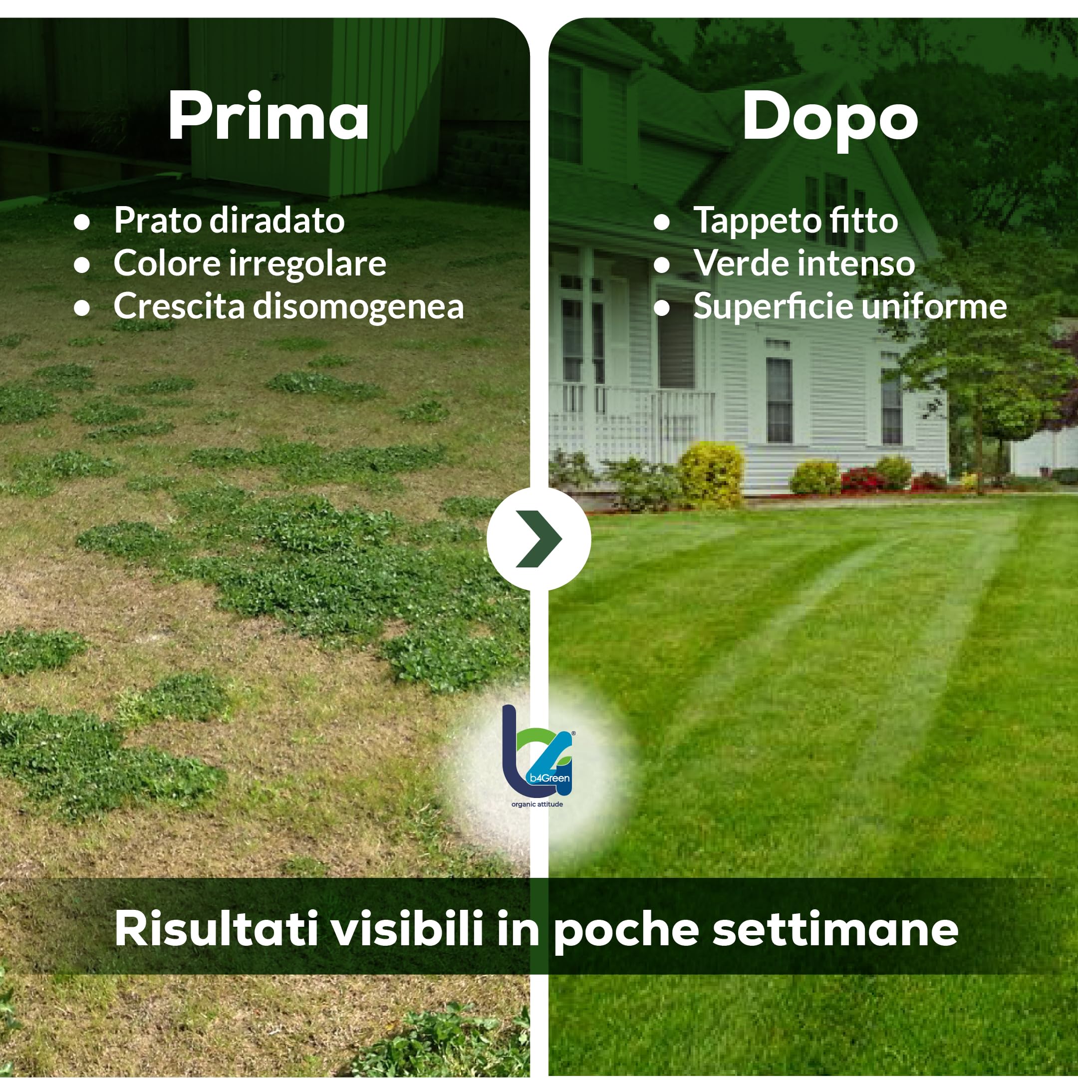 B4GREEN Semi Prato Inglese Professionale (250m²) – Sementi per Prato Ornamentale a Tessitura Fine per Giardino di Pregio – Tappeto Erboso Fitto, Elegante e Verde Brillante – Copertura fino a 250m² 7kg