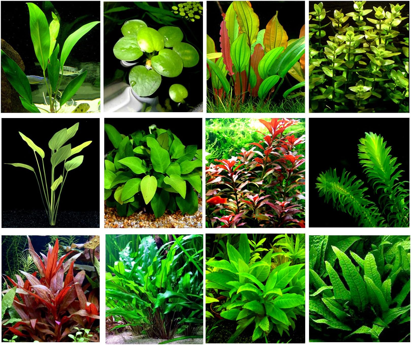 40 Live Aquarium Plants / 12 Different Kinds - 3 Amazon Swords (2 Kinds), 2 Anubias (2 Kinds), Limnophila, Cryptocoryne and Much More! Great Plant Sampler for 25-40 gal Tanks!