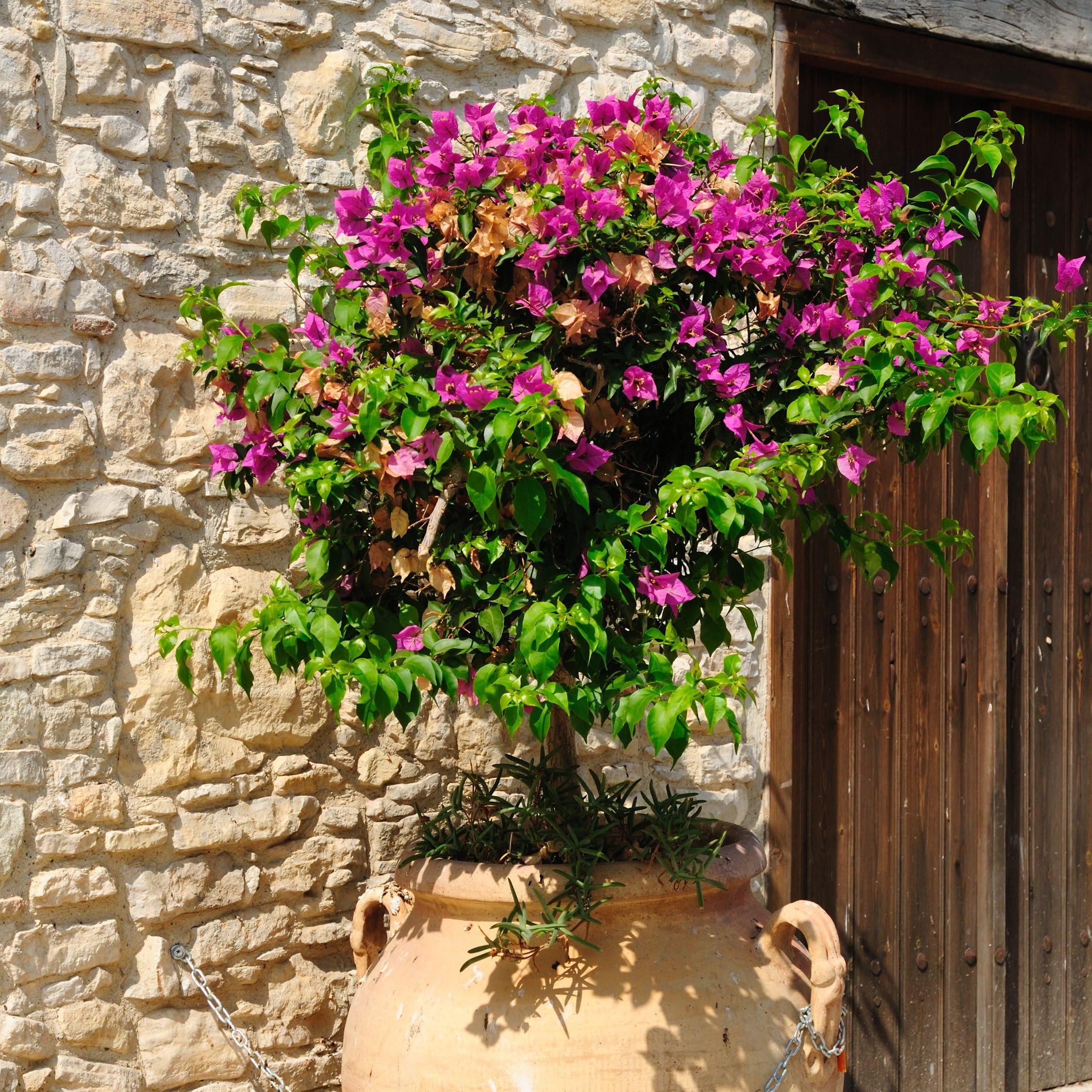 Plant in a Box - Bougainvillea 'Alexandra' - Violet - Plante grimpante - Plante de jardin - Pot 17cm - Hauteur 50-60cm