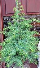Himalya Zeder Cedrus deodara 60-80 cm im 7,5 Liter Pflanzcontainer