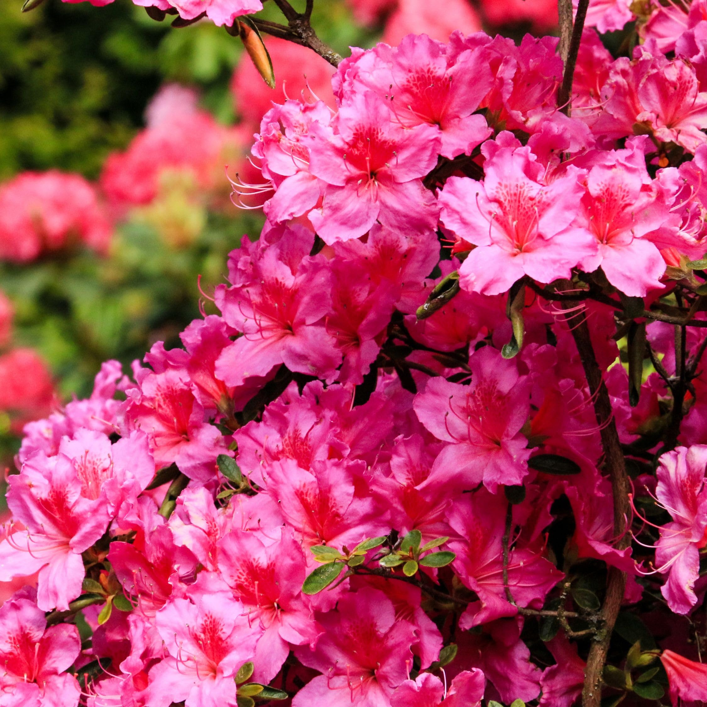 Plant in a Box - Hardy Rhododendron Mix - 6 Mix - Rododendros - Maceta 9cm - Altura 25-40cm