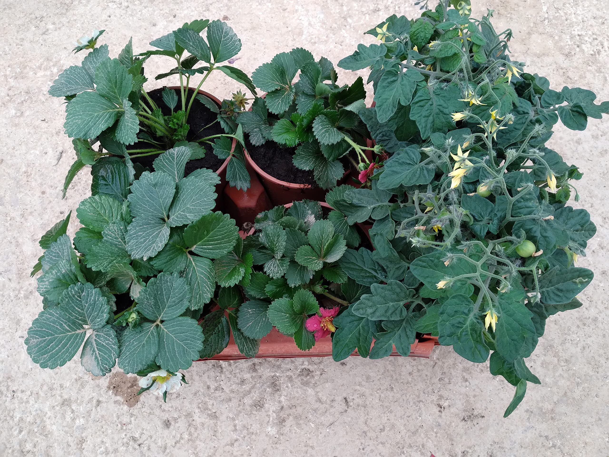 Pack 6 Plantas Naturales del huerto (Fresas) maceta de 13 cm