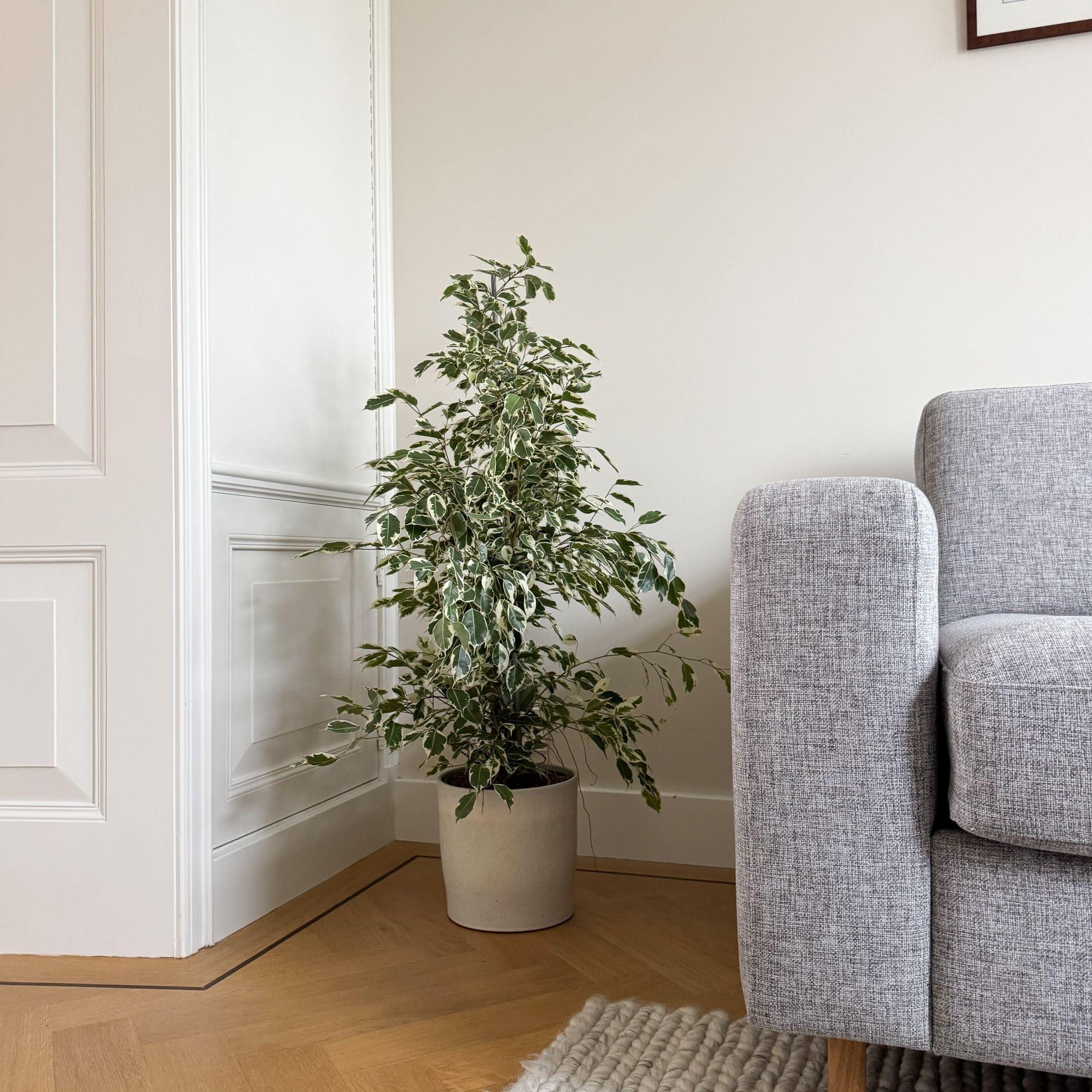Plant in a Box - Ficus Benjamina Twilight - Vera pianta da appartamento grande - Vaso 21cm - Altezza 100-110cm