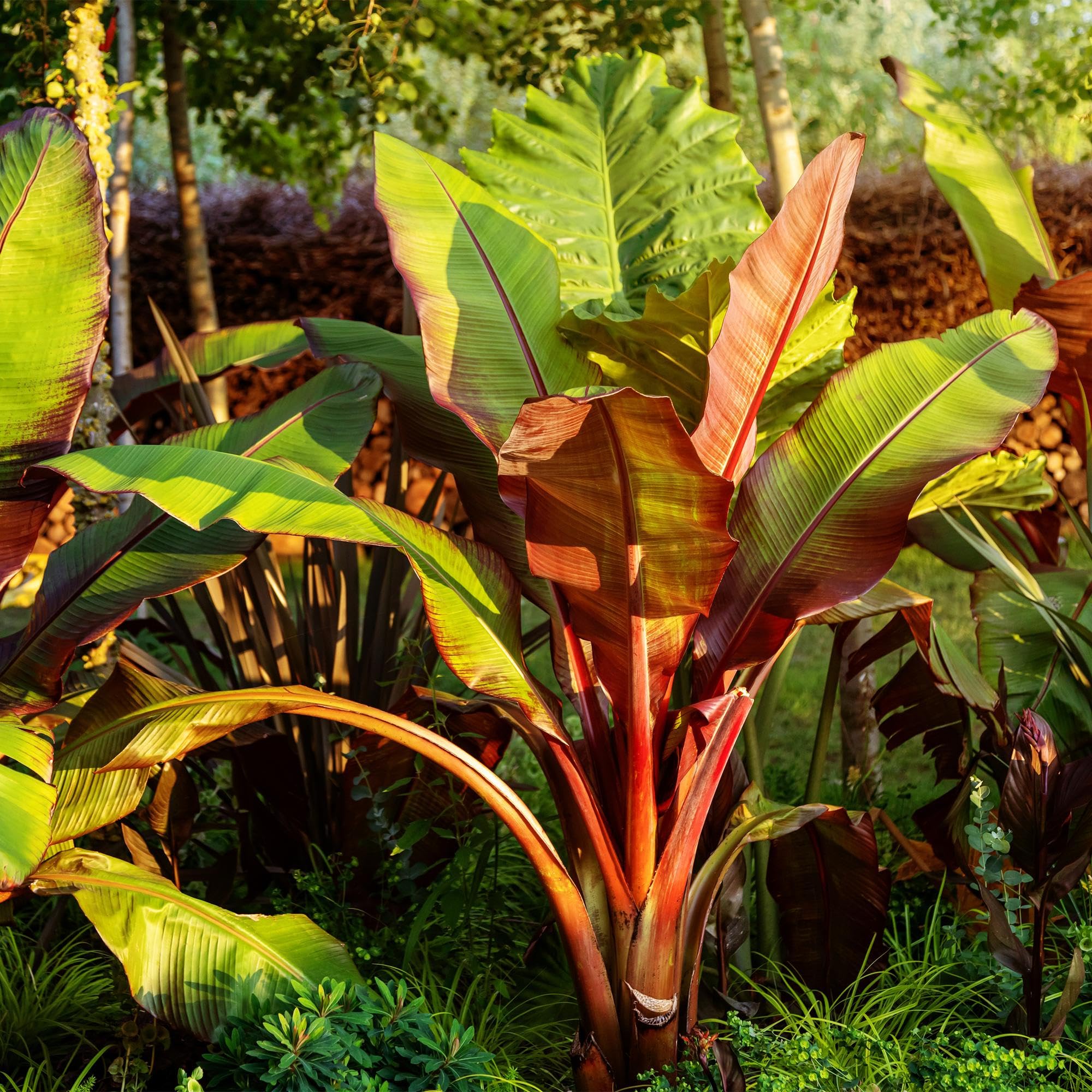 Pianta di banana Ensete ventricosum Maurelli, 6 piante, resistente all'inverno, banana da giardino tropicale, diametro 12 cm, altezza 30 cm, per aiuola e terrazza