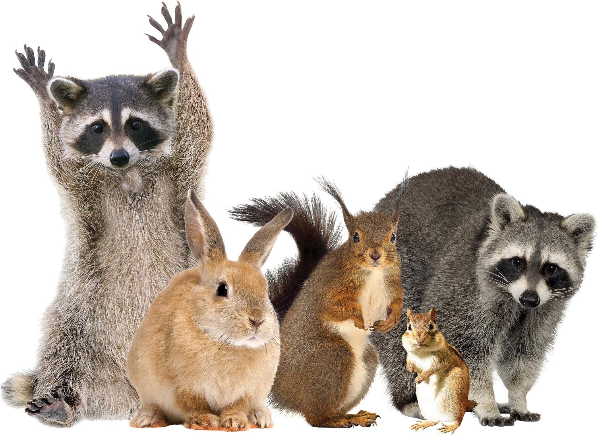 Woodland Animals Window Decal Cling - Raccoon & Friends Vinyl Sticker
