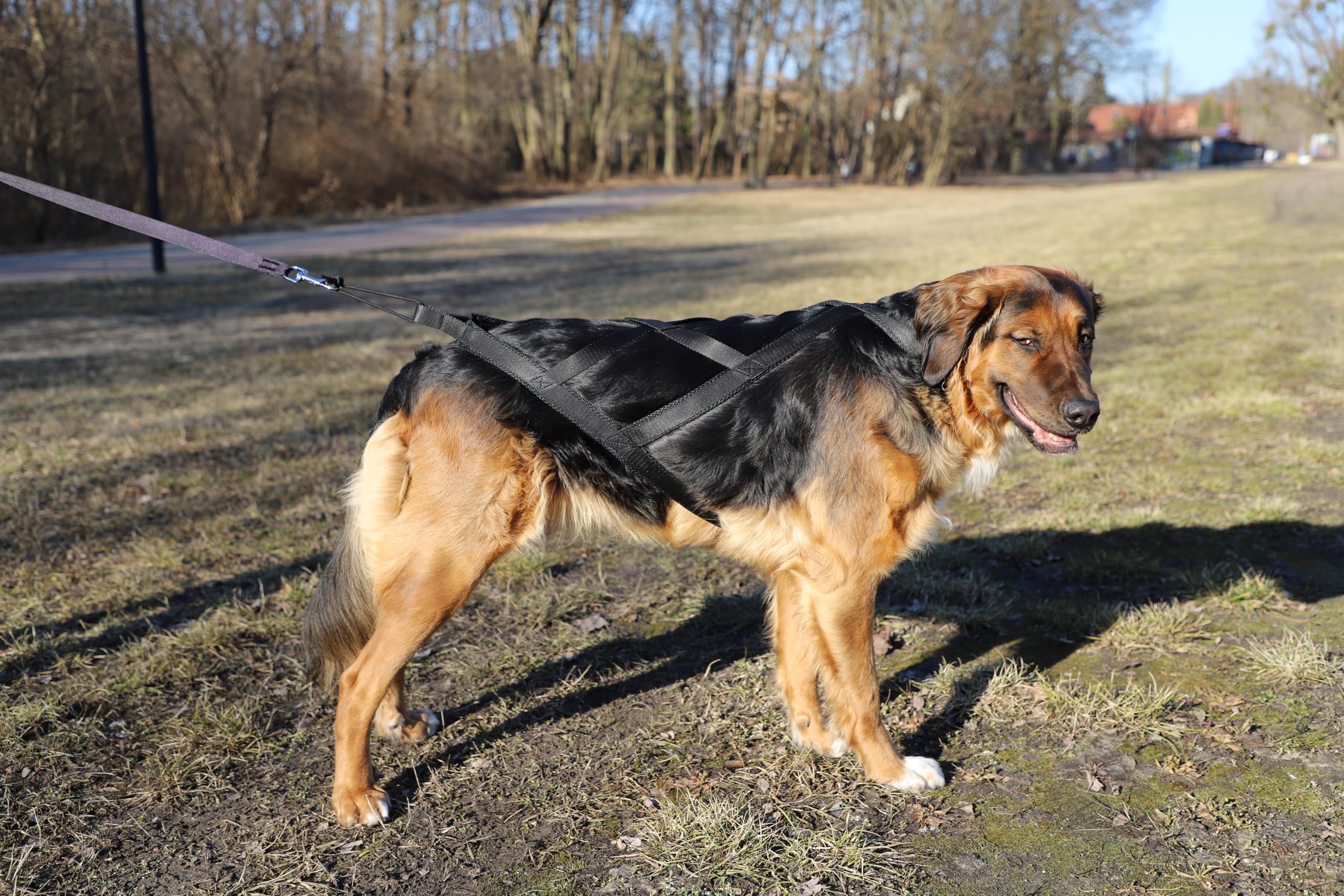Dingo Hundegeschirre Sled Farbe Schwarz Zuggeschirr Canicross Bike-Ski-Jöring Training Dogtrekking Große XXL15068
