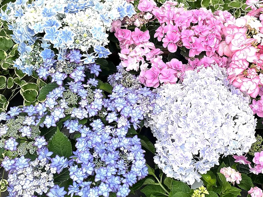 Amazon.co.jp: あじさい 紫陽花 フラワーギフト 母の日 鉢植え