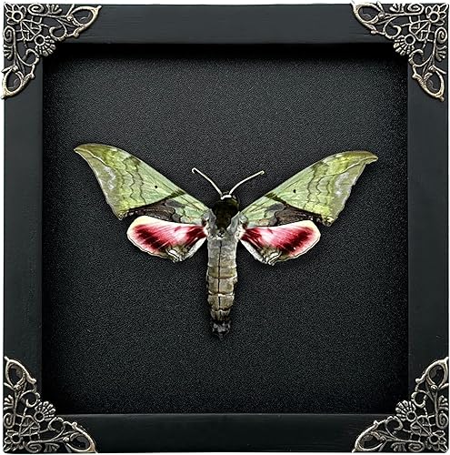 Mariposa real Luna Moth Caja de sombra seca de insectos enmarcados de madera, taxidermia, astronomía, luna, estrella, universo, ilustración,