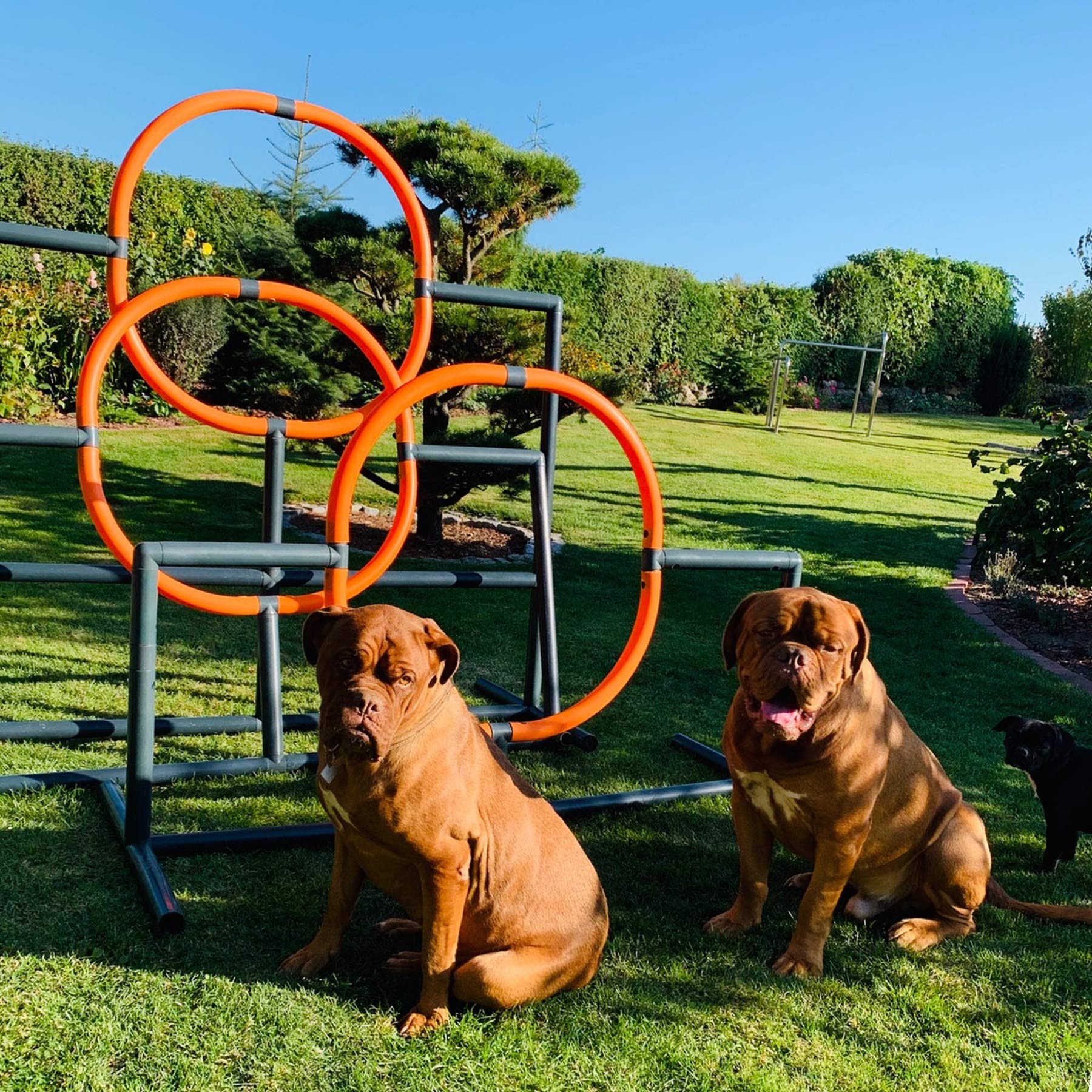 move and stic Gofi Agility Hundewippe wetterfest Hundetraining Hundesport Welpenspielzeug Wippe Dog Trainig - Minka und Fred 6044