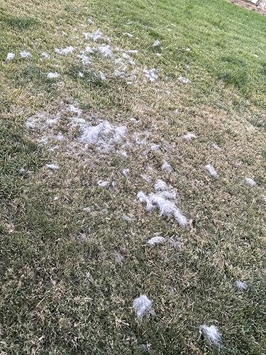 Deshedding Dog Brush for Short/Medium Hair (Medium,Red) — alternate color or size variant on Amazon