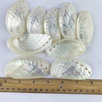 Worlds 10pc Pearlized Abalone Seashell, Mule Ear Pearled Shells Approx 3 Inch