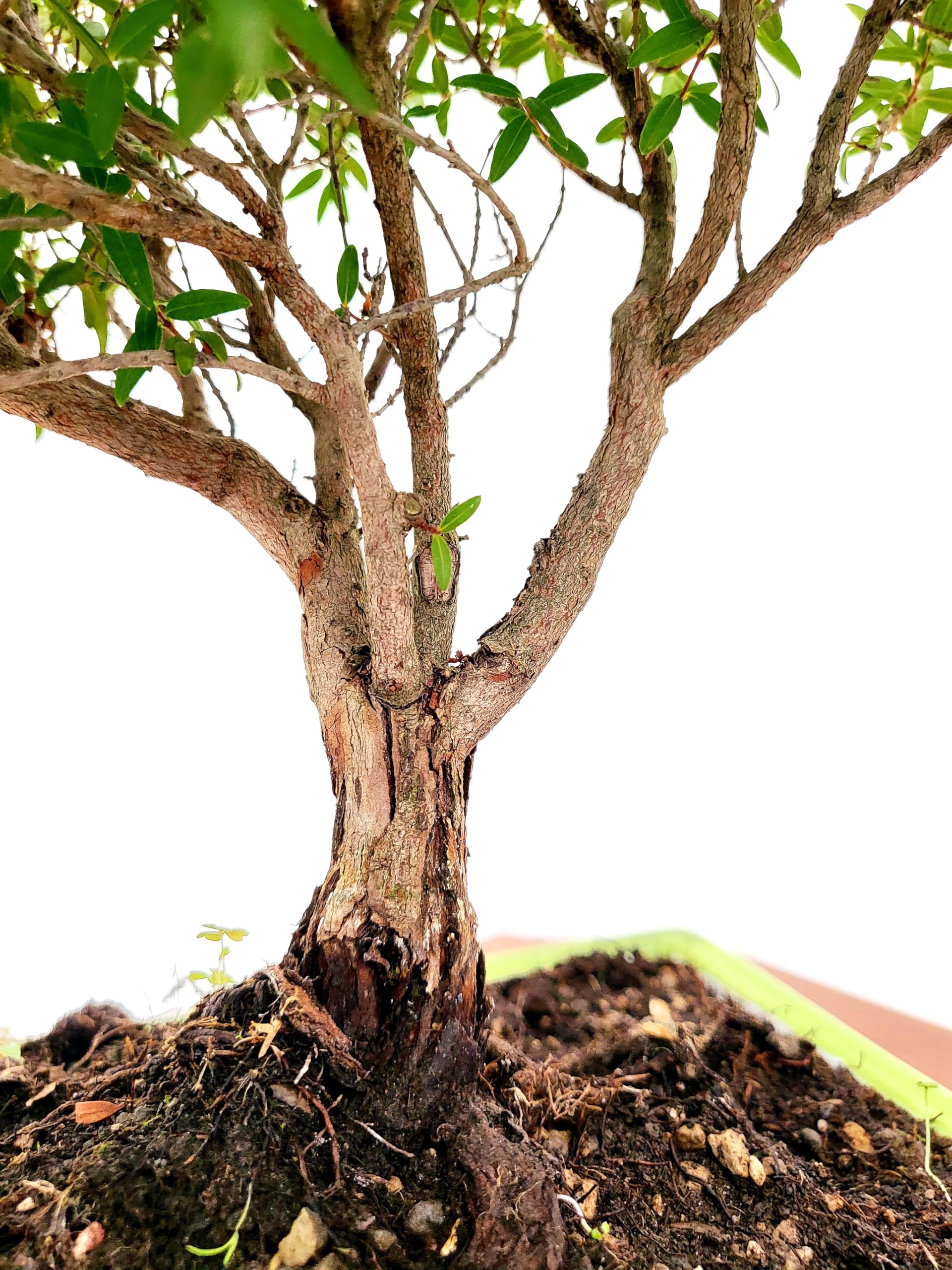 POWERS TO FLOWERS - MIRTO BONSAI COLTIVATO IN CIOTOLA CERAMICA BASSA 17X17 CM, piante vere