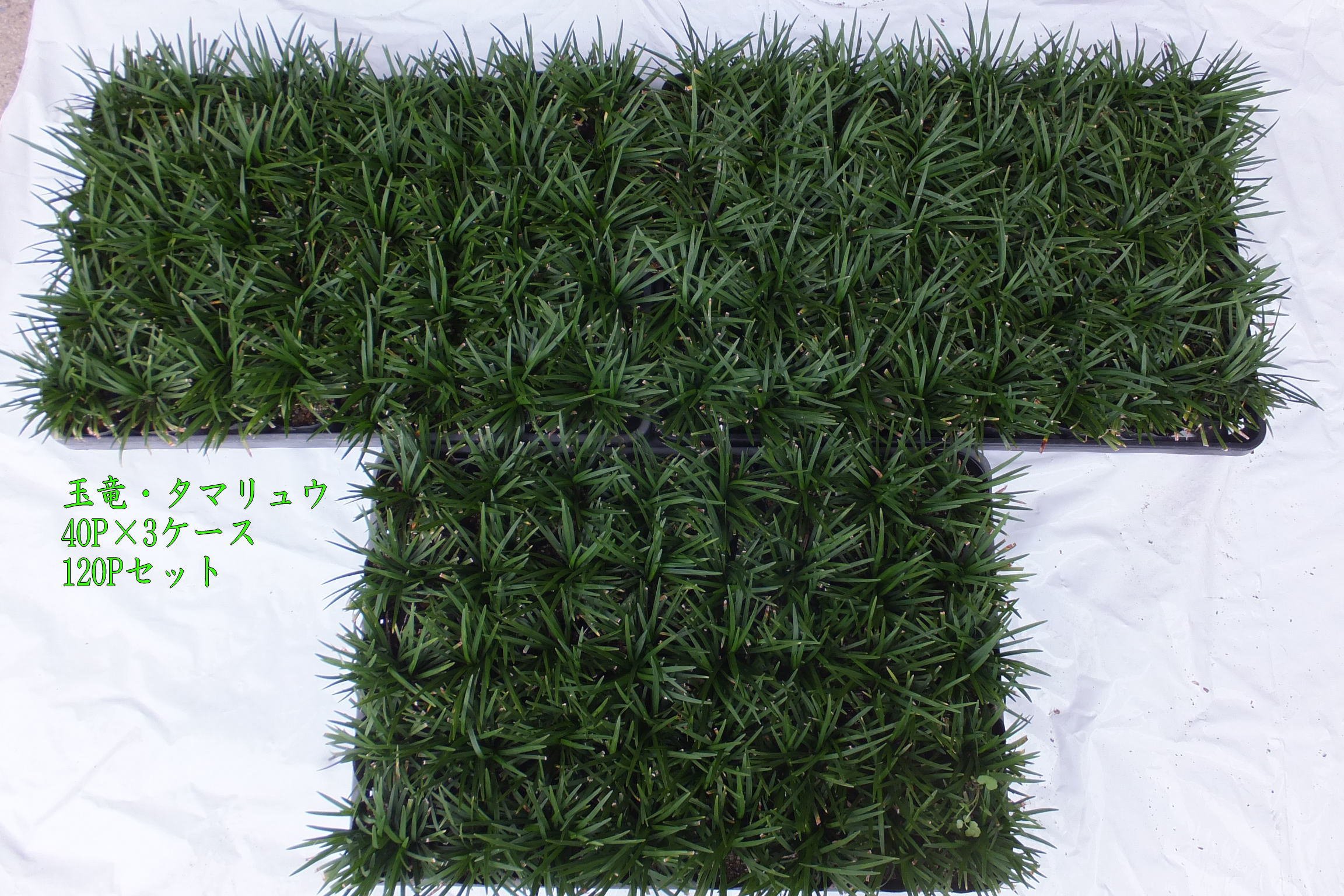 Amazon.co.jp: タマリュウ・玉竜120ポット（40ポット3ケース） : DIY