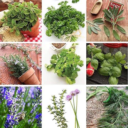 Miniatura 2 de Sustainable Seed 10variedades 2700 semillas nativas colección de semillas de hierbas culinarias 100 sin OMG albahaca cilantro eneldo lavanda orégano