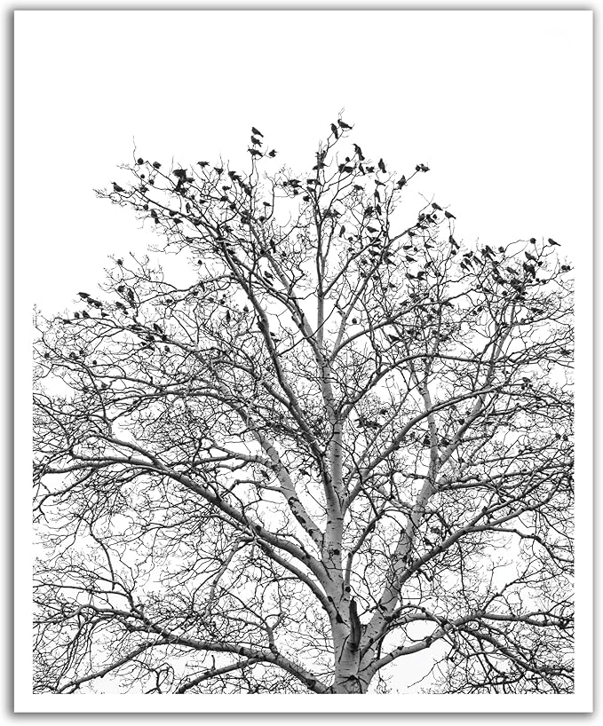 JP London POSLT2232 uStrip Lite Removable Wallpaper Decal Sticker Mural Poe Tree Branch