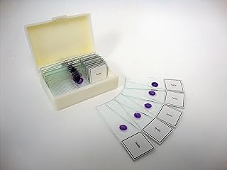 Prepared Slide, Testis, Classpack of 15 Sides