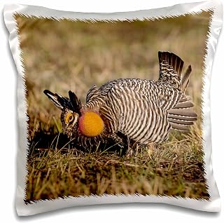 3dRose Greater Prairie Chicken displaying on lek, Prairie Ridge, Illinois 16x16 inch Pillow Case