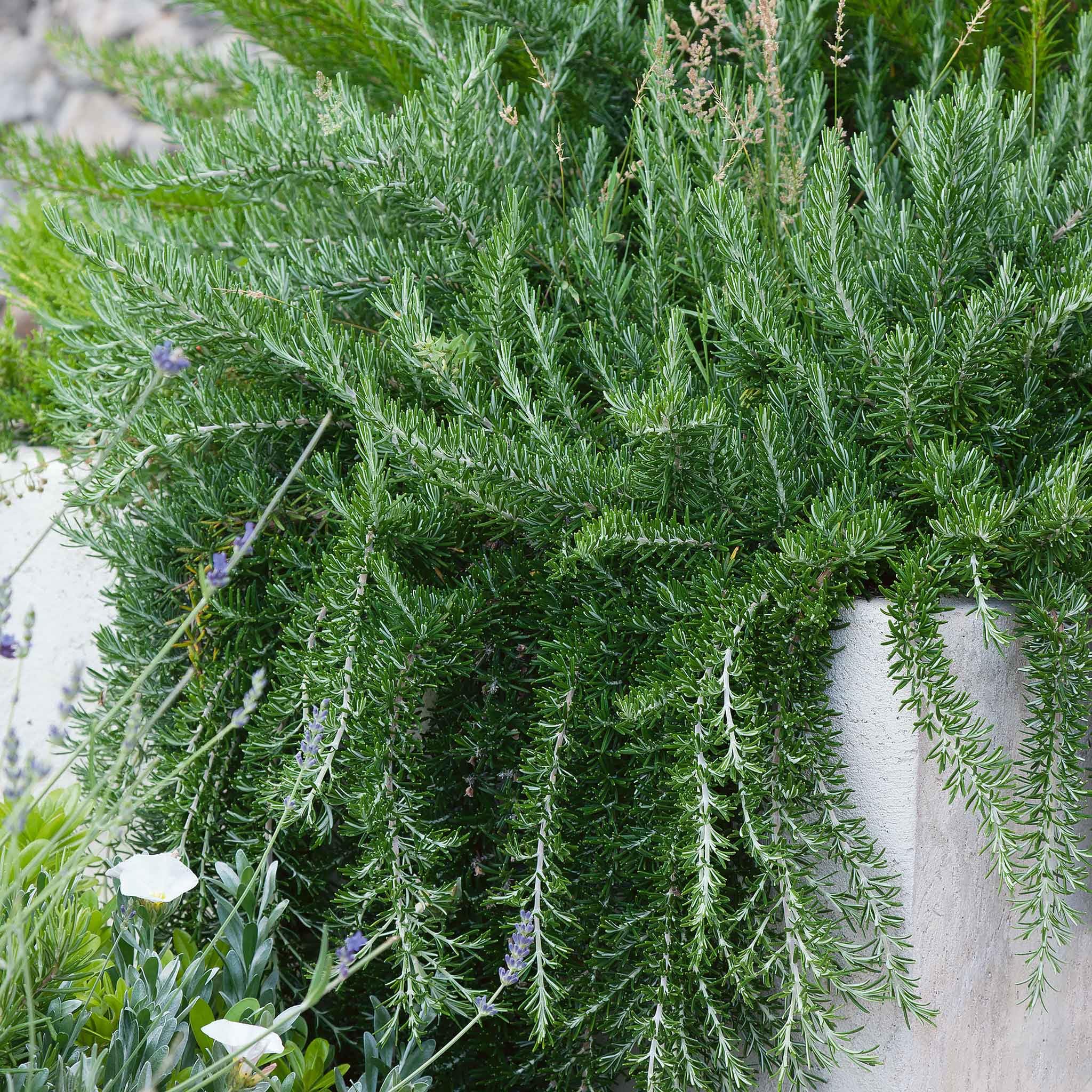 Marshalls Garden Rosemary 'Prostratus' Low-Spreading Evergreen groundcover