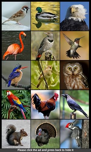 Bird Sounds