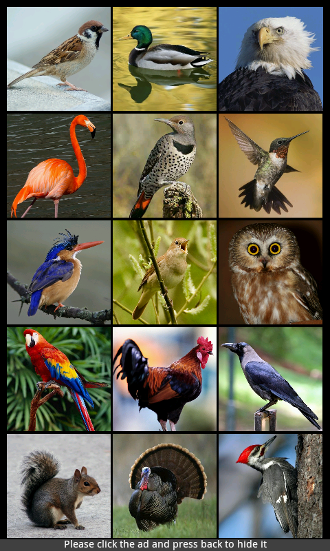 Bird Sounds - App on the Amazon Appstore