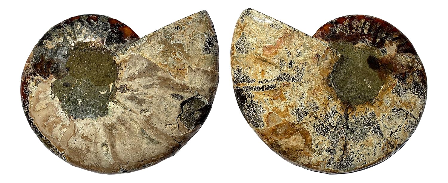 Genuine Ammonite Fossil Pair - Split and Polished - from Madagascar (6)