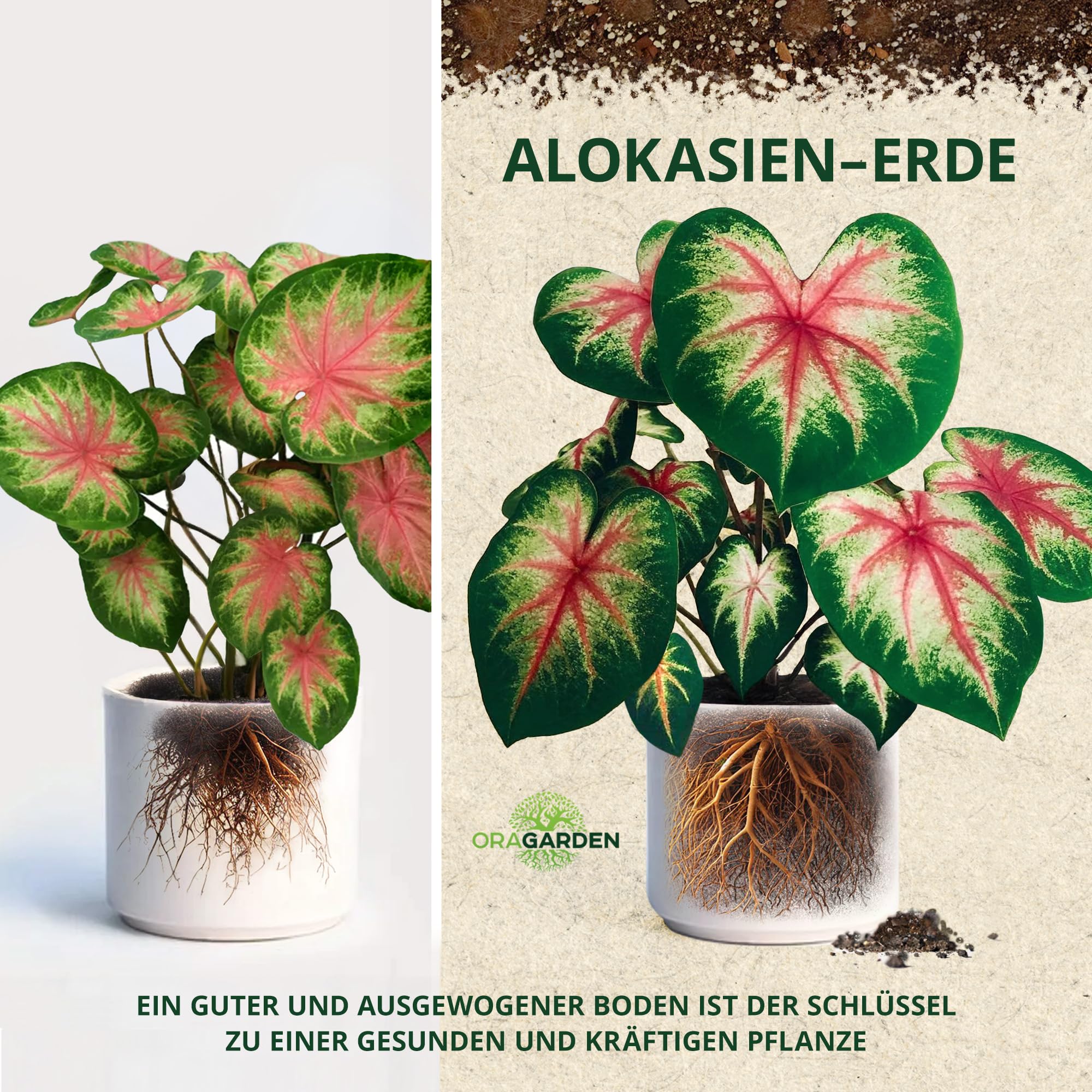Alokasien Erde 12 Liter