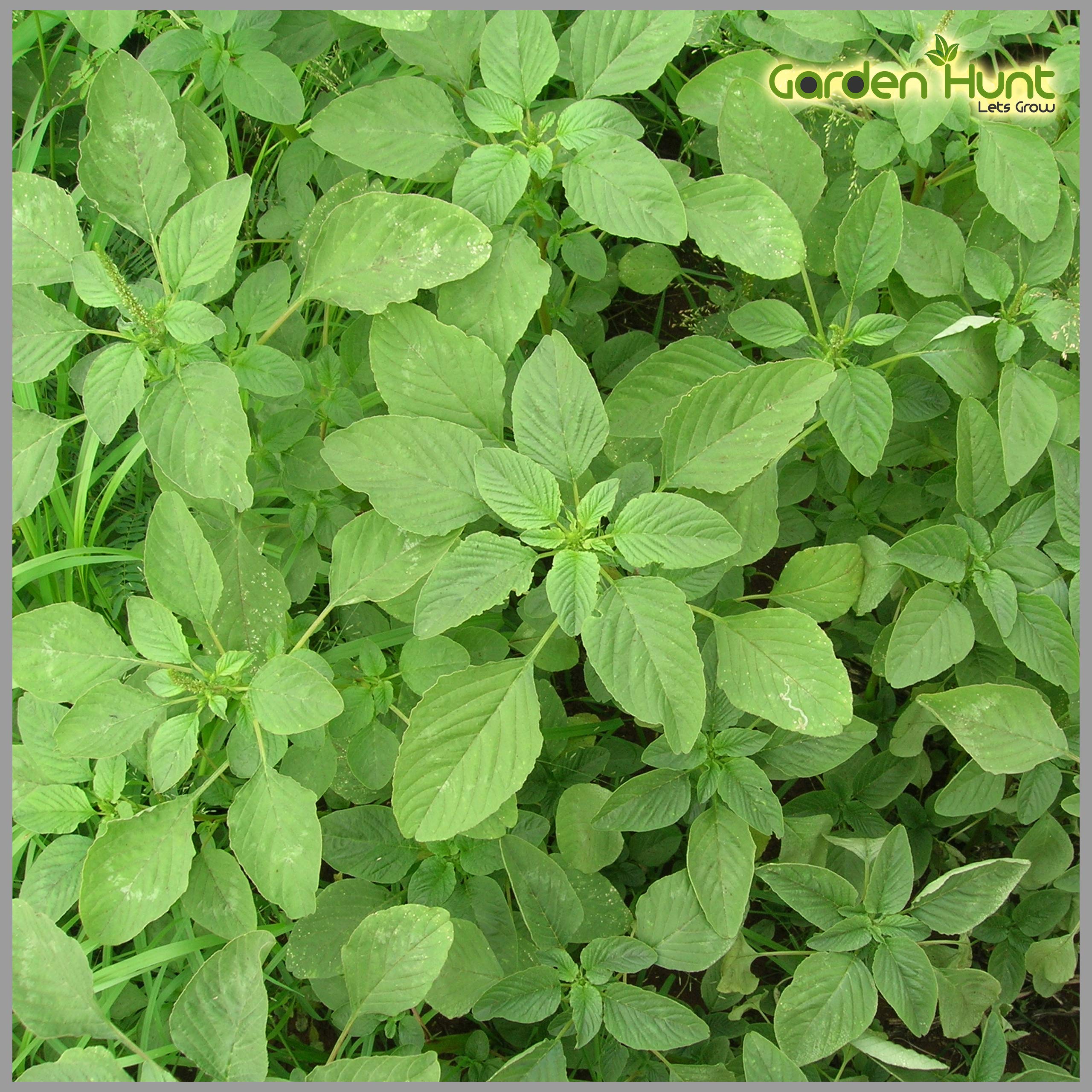 GardenHunt Traditional Mulai Keerai Green Seeds (Pack of 2500) (B08CBKDT4Y) Amazon Price History, Amazon Price Tracker