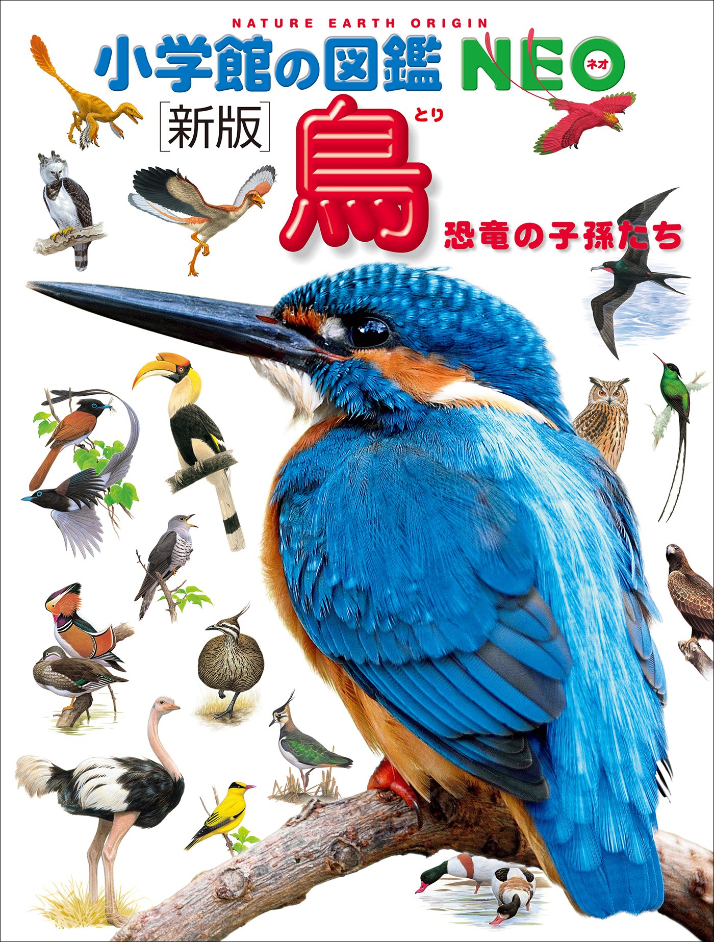 鳥の形態図鑑 鳥の形態図鑑(赤勘兵衛 著 ; 岩井修一 解説) / 古本、中古本、古書籍の