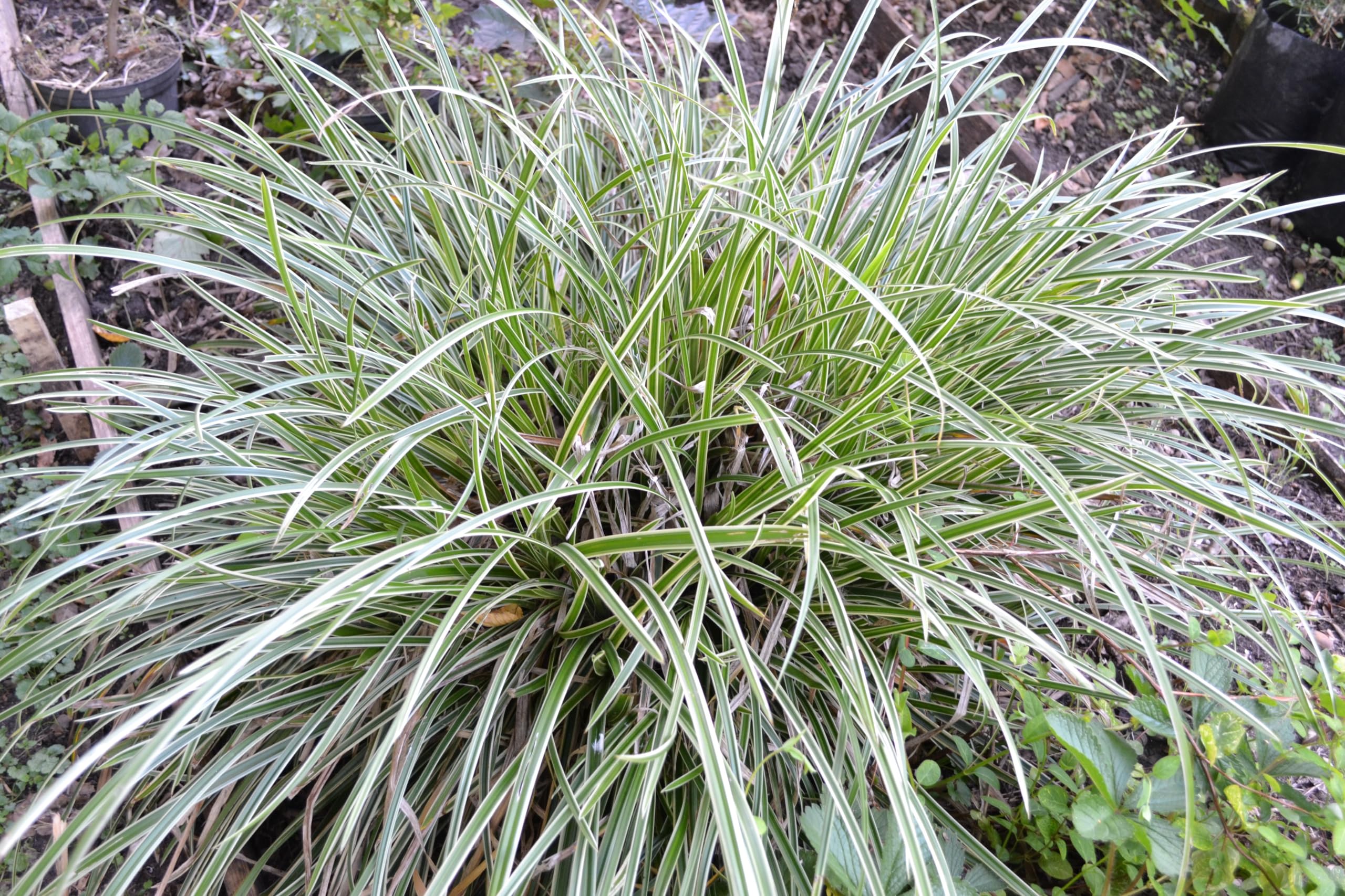 Stauden Gänge 10 x Carex morrowii 'Ice Dance' Bunte Japan Segge winterhart