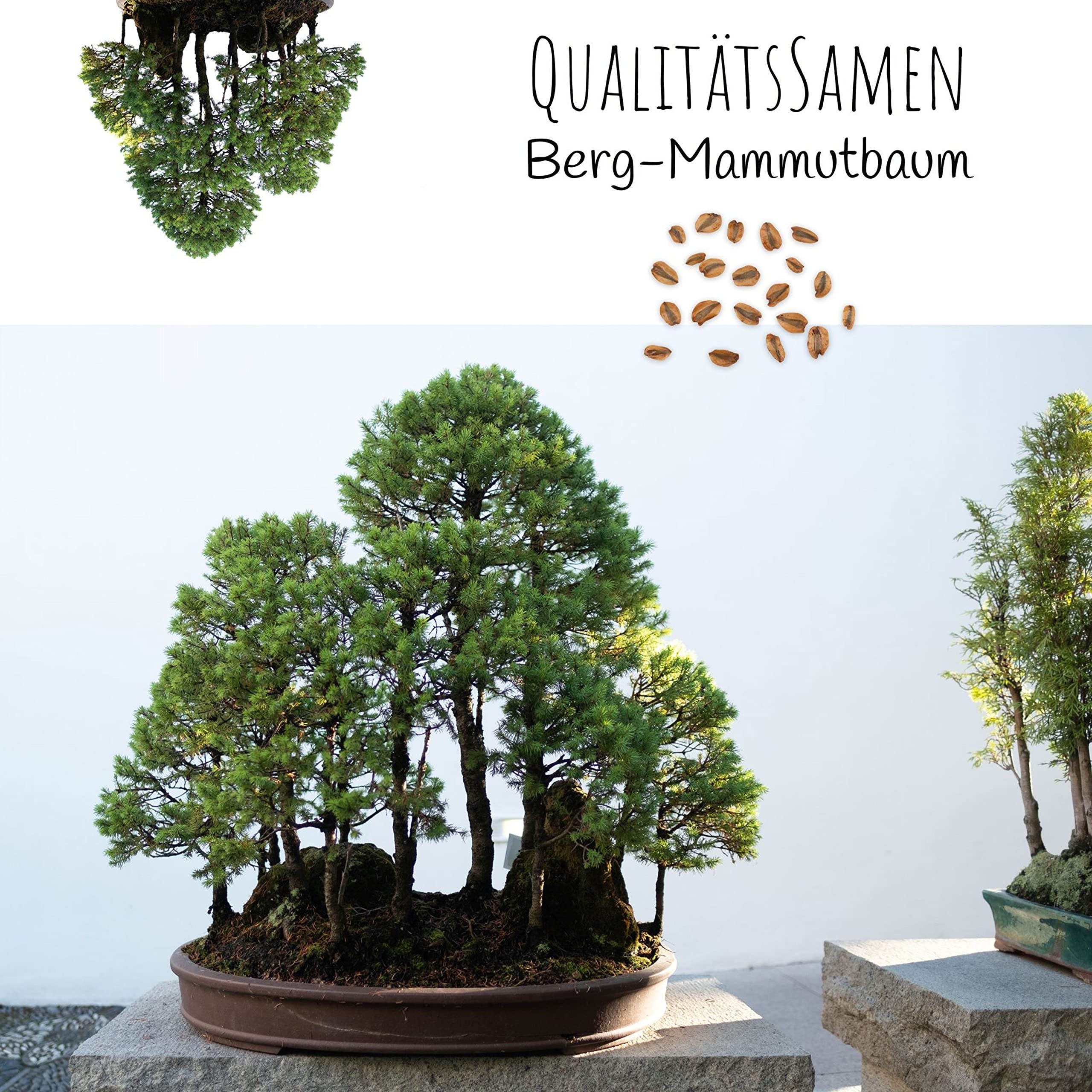 Auergewhnliche Bonsai Samen mit hoher Keimrate - Pflanzen Samen Set fr  deinen eigenen Bonsai Baum (1x Berg Mammutbaum) : Amazon.de: Garten