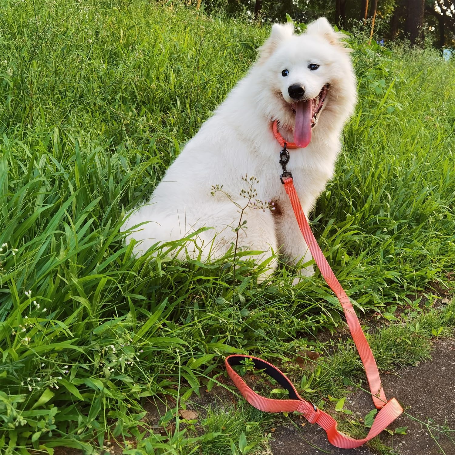 Correa de perro estándar de 4 pies con cómodo mango acolchado de neopreno correa de nailon para perros gigantes grandes y medianos (grande, coral vivo)