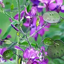 PREMIER SEEDS DIRECT - LUNARIA - Honesty - 9 Grams ~ Approx 450 Seeds