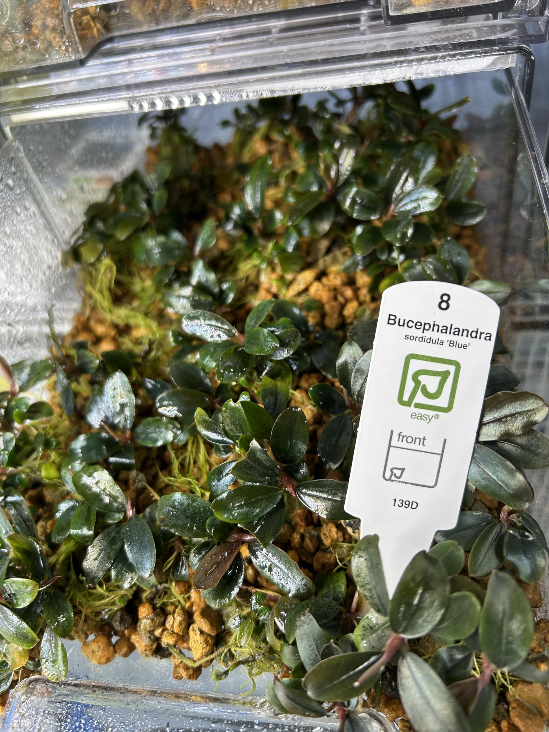 Amazon.co.jp: ブセファランドラ ソルディデュラブルー Bucephalandra